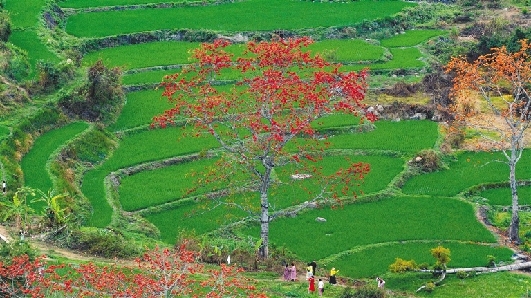 一起相约木棉花开开元棋牌春天里(图1)
